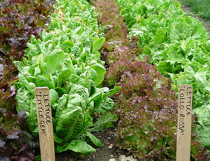 Lettuces