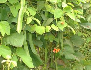 Runner beans