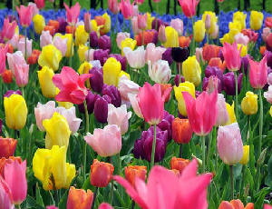 Spring bulbs